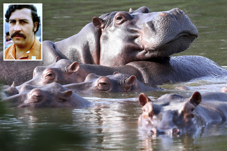colombia-to-cull-dozens-of-pablo-escobar’s-‘cocaine-hippos’