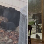 mama-bear,-4-cubs-settle-underneath-nj-family’s-porch-—-and-show-no-signs-of-leaving
