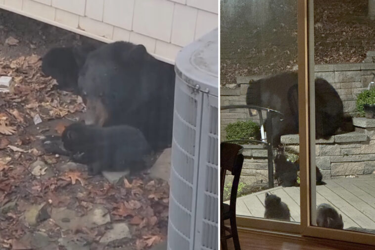 mama-bear,-4-cubs-settle-underneath-nj-family’s-porch-—-and-show-no-signs-of-leaving