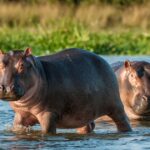 colombia-to-euthanize-‘invasive’-hippos-roaming-the-country-–-animals-were-originally-imported-by-pablo-escobar