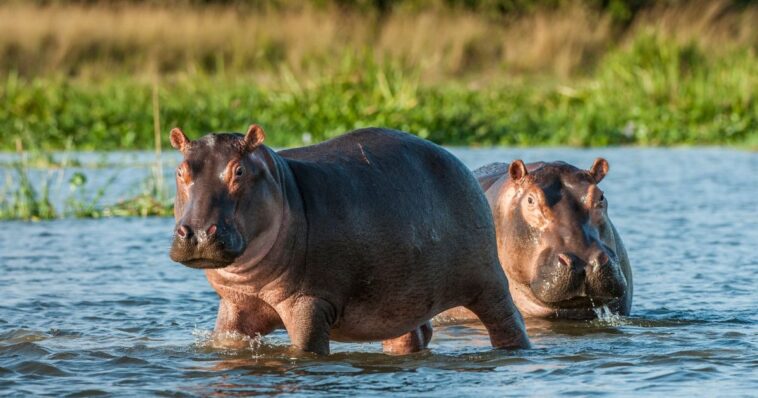 colombia-to-euthanize-‘invasive’-hippos-roaming-the-country-–-animals-were-originally-imported-by-pablo-escobar