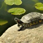 scientists-say-turtle-shells-could-hold-clues-to-secret-side-of-neanderthal-behavior