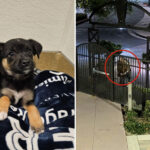 coldhearted-suspect-id’d-after-brutally-throwing-puppy-outside-oc-animal-shelter