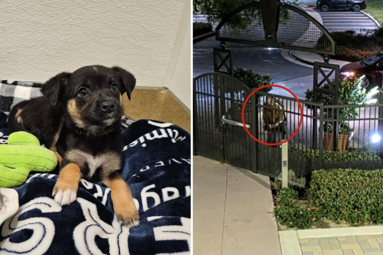 coldhearted-suspect-id’d-after-brutally-throwing-puppy-outside-oc-animal-shelter