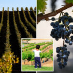 napa-valley-elites-look-to-children-to-save-their-crumbling-empires-while-plotting-new-attractions