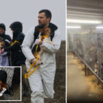 animal-rights-group-plans-to-raid-wisconsin-breeding-facility-and-free-2,000-beagles