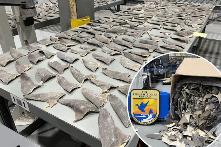 wildlife-officials-intercept-1,600-pounds-of-illegal-shark-fins-in-alaska