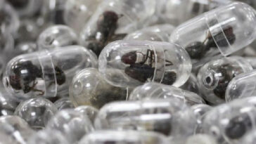 chinese-man-sentenced-to-a-year-in-prison-for-smuggling-thousands-of-live-ants-from-kenya