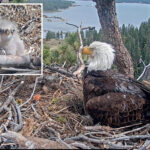 fans-of-famous-big-bear-bald-eagle-couple-asked-to-play-parent-for-newborn-chicks