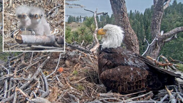 fans-of-famous-big-bear-bald-eagle-couple-asked-to-play-parent-for-newborn-chicks