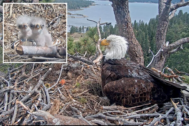 fans-of-famous-big-bear-bald-eagle-couple-asked-to-play-parent-for-newborn-chicks