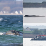 how-german-rescuers-plan-to-use-air-cushions-to-save-timmy-the-stranded,-sick-whale