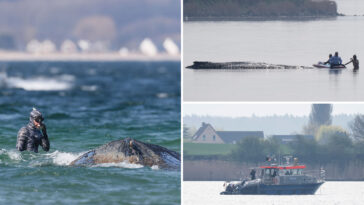 how-german-rescuers-plan-to-use-air-cushions-to-save-timmy-the-stranded,-sick-whale