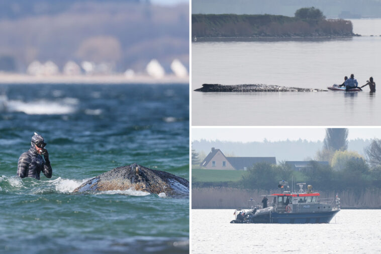 how-german-rescuers-plan-to-use-air-cushions-to-save-timmy-the-stranded,-sick-whale