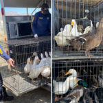 animal-lovers-cry-‘fowl’-as-troubled-socal-sanctuary-surrenders-500-ducks-—-saying-officials-turned-a-blind-eye-to-bird-abuse