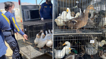 animal-lovers-cry-‘fowl’-as-troubled-socal-sanctuary-surrenders-500-ducks-—-saying-officials-turned-a-blind-eye-to-bird-abuse