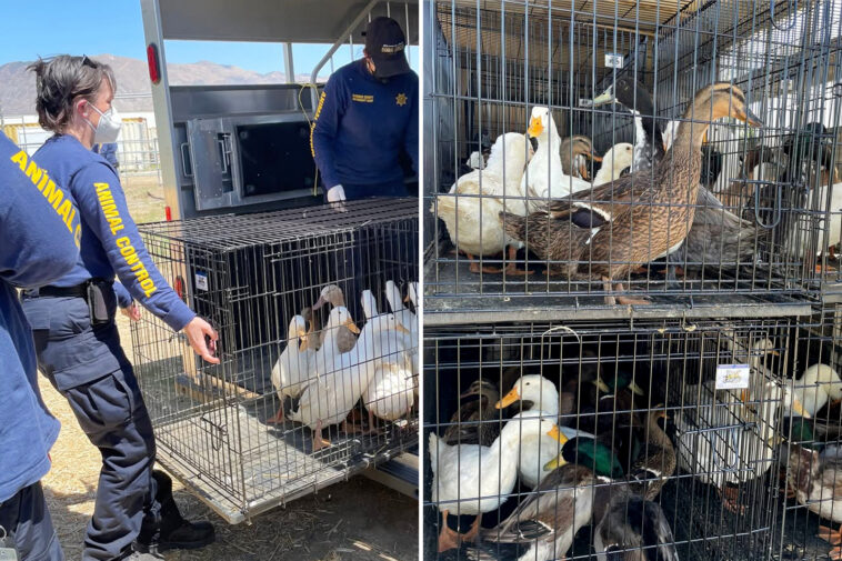 animal-lovers-cry-‘fowl’-as-troubled-socal-sanctuary-surrenders-500-ducks-—-saying-officials-turned-a-blind-eye-to-bird-abuse