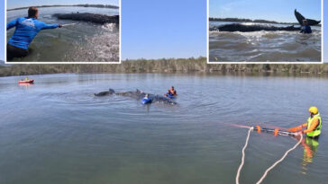 humpback-whale-rescued-after-becoming-stranded-on-australian-beach