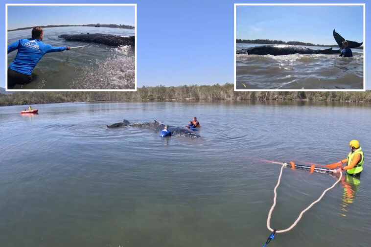 humpback-whale-rescued-after-becoming-stranded-on-australian-beach