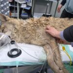 escaped-wolf-safely-returns-to-south-korean-zoo-after-intense-nine-day-search