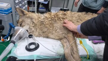escaped-wolf-safely-returns-to-south-korean-zoo-after-intense-nine-day-search