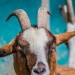 afghan-male-arrested-over-suspected-rapes-of-goats-and-sheep