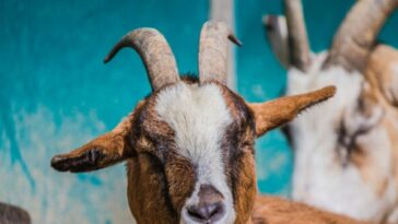 afghan-male-arrested-over-suspected-rapes-of-goats-and-sheep