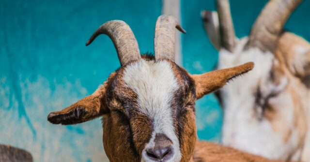 afghan-male-arrested-over-suspected-rapes-of-goats-and-sheep