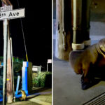 lost-sea-lion-pup-found-wandering-streets-of-san-francisco