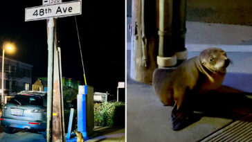 lost-sea-lion-pup-found-wandering-streets-of-san-francisco