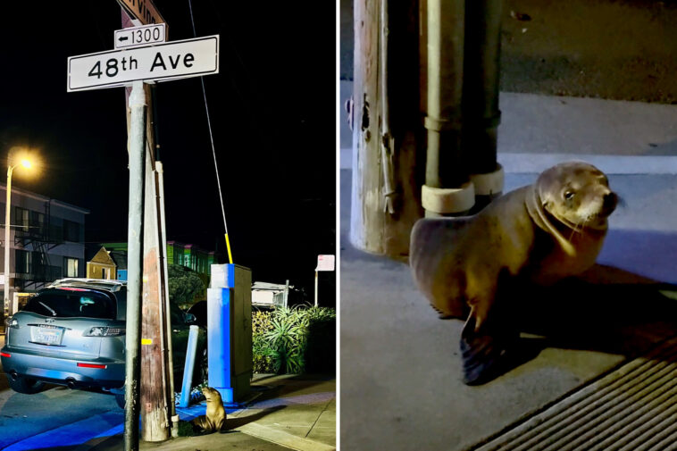 lost-sea-lion-pup-found-wandering-streets-of-san-francisco