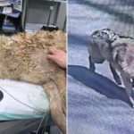 escaped-wolf-neukgu-returned-to-south-korean-zoo-after-nine-day-search-involving-thermal-imaging-drones