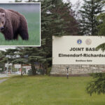 brown-bear-attacks-soldiers-training-in-alaska