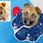 noseless-but-not-hopeless:-‘miracle-pup’-peanut-beats-brutal-injuries,-ready-for-loving-home