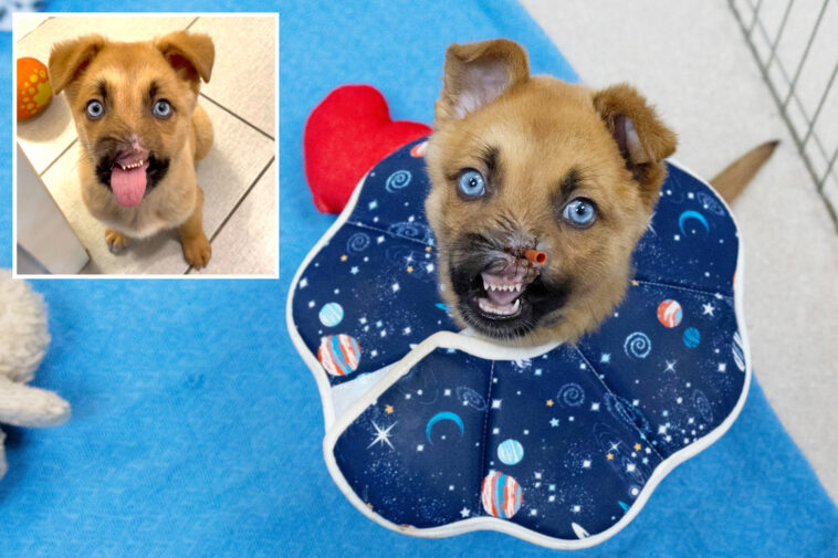 noseless-but-not-hopeless:-‘miracle-pup’-peanut-beats-brutal-injuries,-ready-for-loving-home