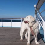 travelers-clash-over-whether-cruise-lines-should-allow-dogs-and-cats-on-board-or-not