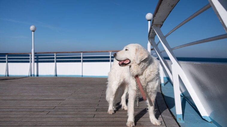 travelers-clash-over-whether-cruise-lines-should-allow-dogs-and-cats-on-board-or-not