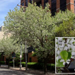 after-holding-its-nose-for-decades,-nj-finally-bans-stinky-bradford-pear-tree