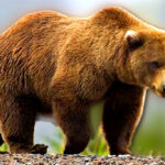 brown-bear-attacks-and-injures-two-us-soldiers-during-training-in-alaska