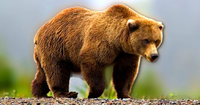 brown-bear-attacks-and-injures-two-us-soldiers-during-training-in-alaska