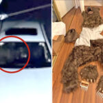 3-socal-fraudsters-learn-fate-in-bizarre-bear-attack-costume-scam
