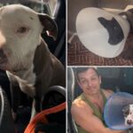 skid-row-homeless-test-drugs-on-innocent-pups-as-heartless-animal-abuse-runs-rampant