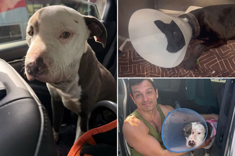 skid-row-homeless-test-drugs-on-innocent-pups-as-heartless-animal-abuse-runs-rampant