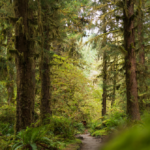 skeletal-remains-found-by-hikers-identified-as-washington-woman-missing-since-november-of-2024