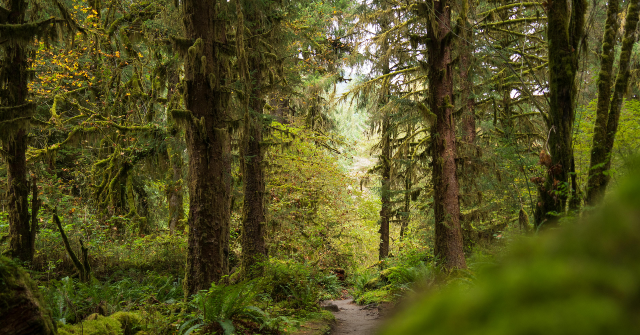 skeletal-remains-found-by-hikers-identified-as-washington-woman-missing-since-november-of-2024