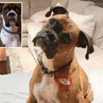 concerned-socal-woman-reveals-terrifying-fallout-from-registering-her-pet-boxer-to-vote