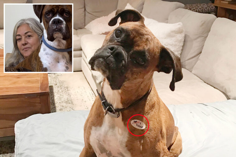concerned-socal-woman-reveals-terrifying-fallout-from-registering-her-pet-boxer-to-vote