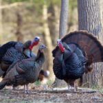 three-year-old-shoots-two-people-during-‘youth-turkey-hunt’-in-wisconsin