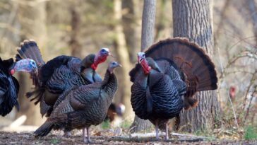 three-year-old-shoots-two-people-during-‘youth-turkey-hunt’-in-wisconsin