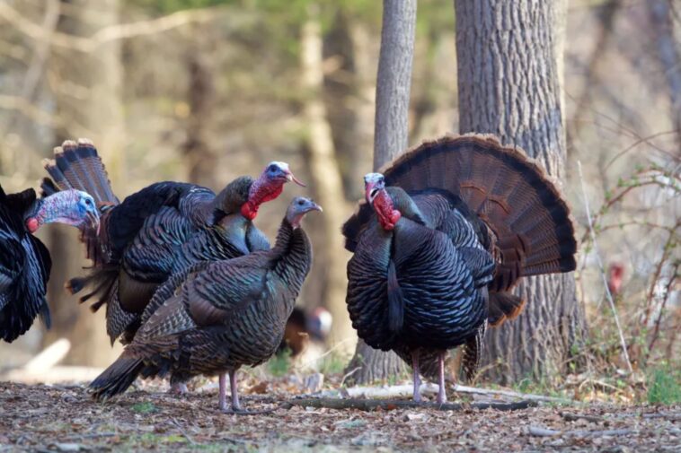 three-year-old-shoots-two-people-during-‘youth-turkey-hunt’-in-wisconsin